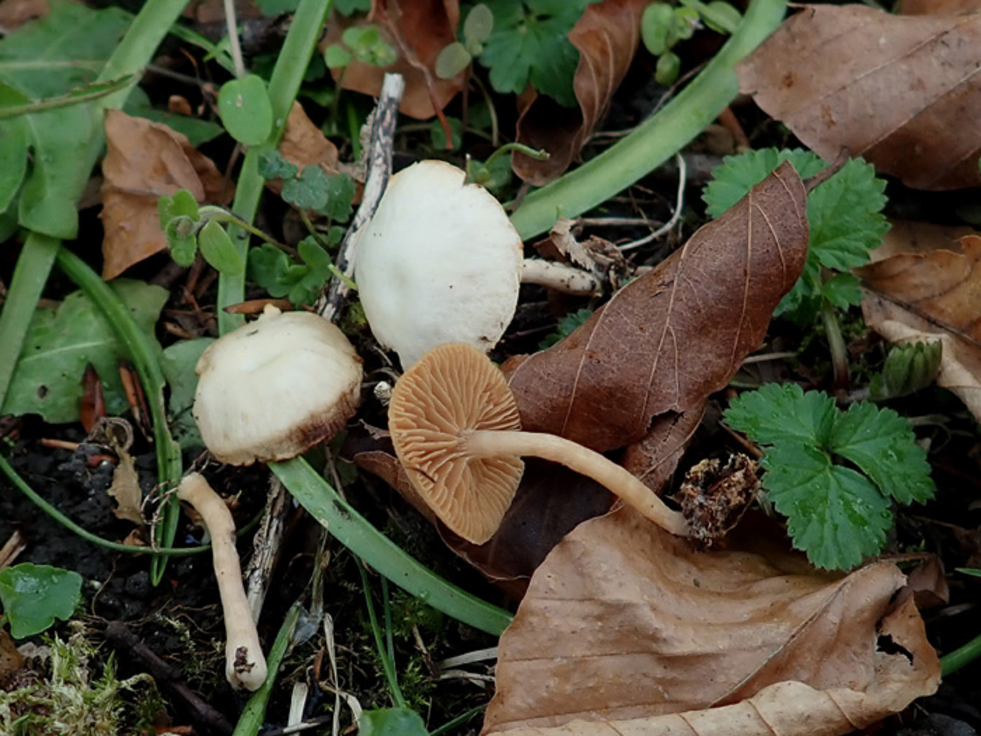 Photo by Penny Cullington Galerina cf pallida by Penny Cullington